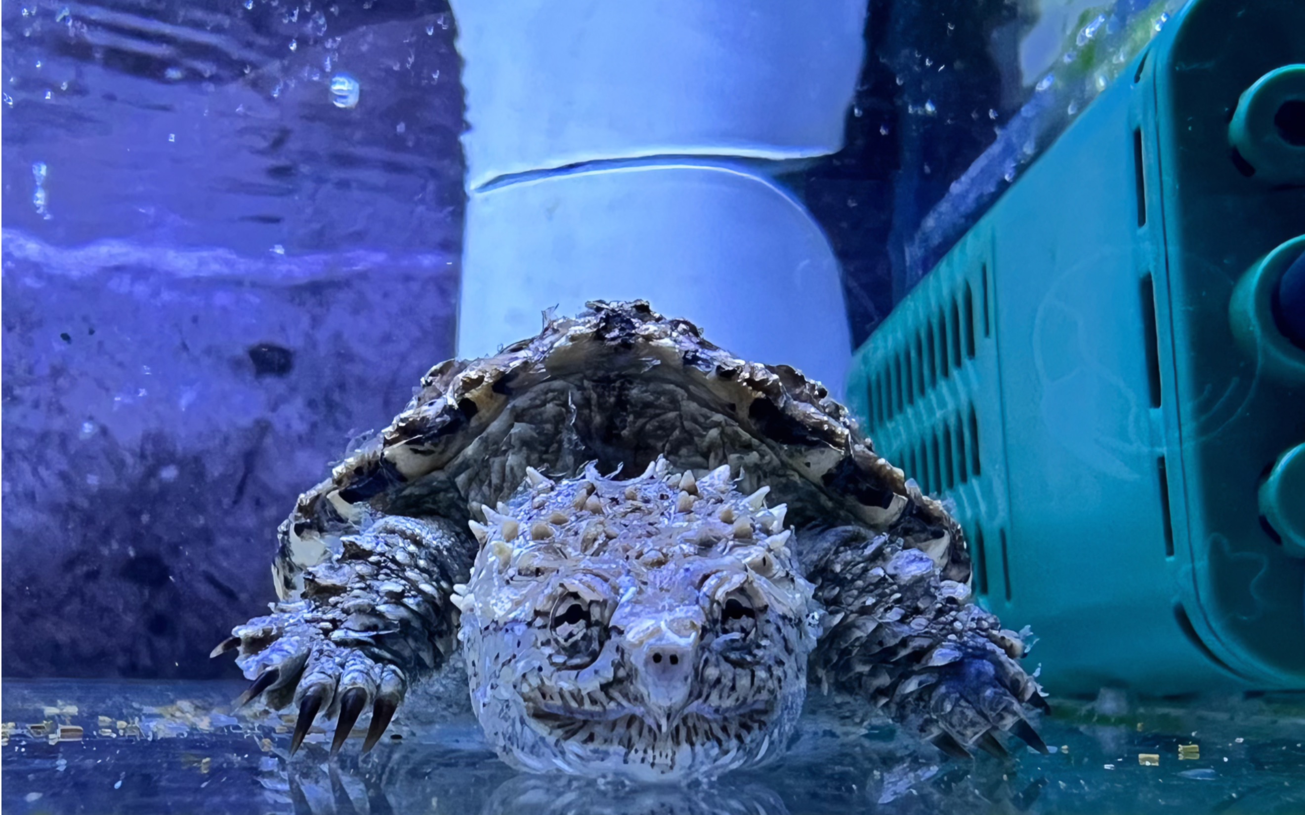 小佛鳄捕食泥鳅