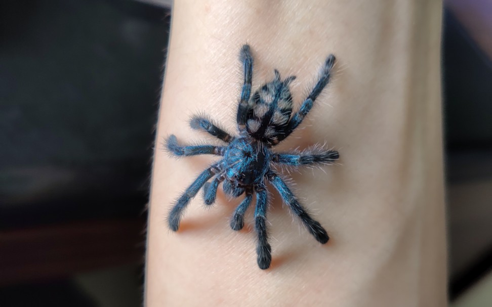 油彩粉红趾幼体的颜色真的i了