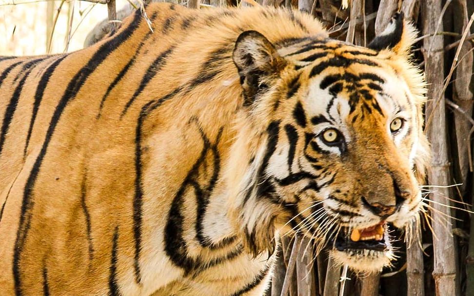 班达迦虎王塔伦拉粑粑