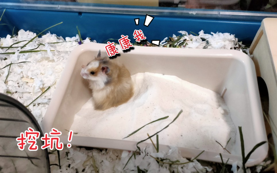 活动作品仓鼠挖坑小能手就是要把自己埋起来