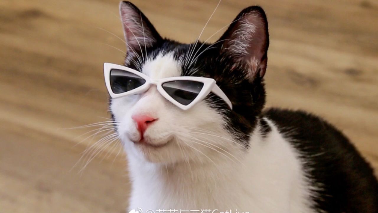 花花与三猫中分_哔哩哔哩 (゜-゜)つロ 干杯~-bilibili