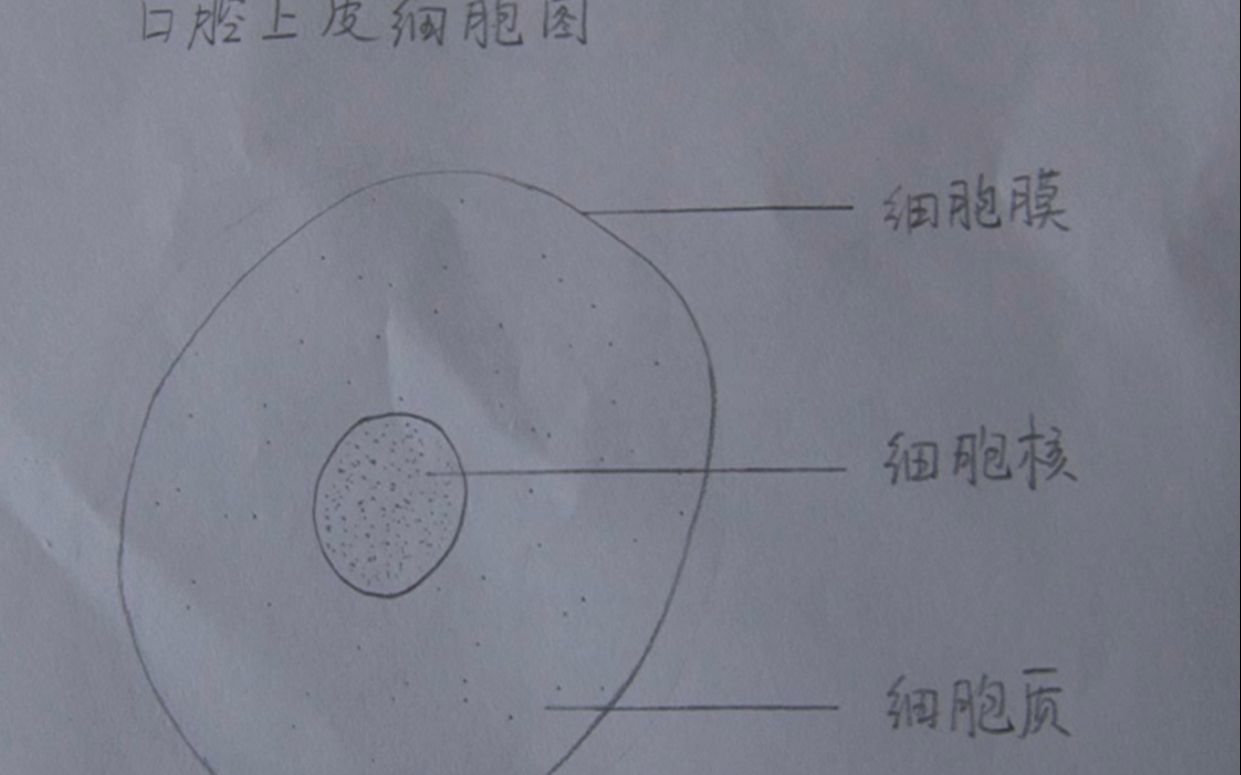 画一个口腔上皮细胞图图片