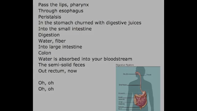 搬运有字幕消化系统歌mrparr