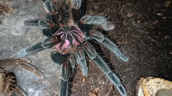 亚马逊蓝紫镭射