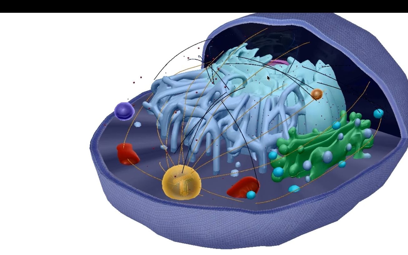 直观感受滑面内质网,粗面内质网,中心体哔哩哔哩bilibili