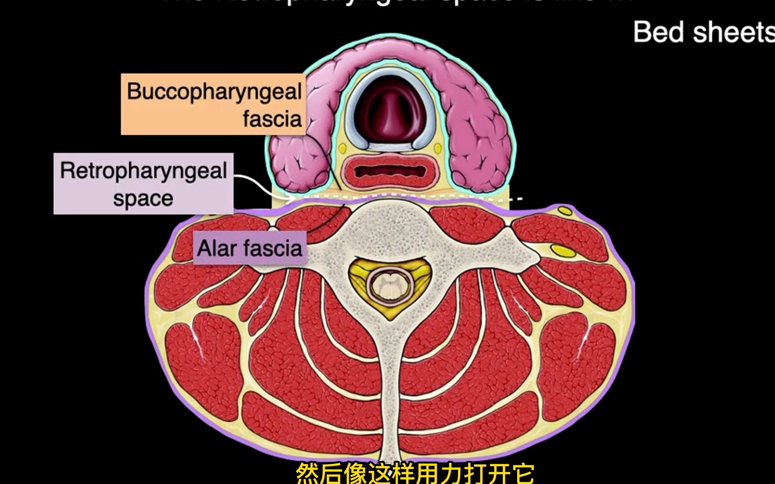 [图]【头颈部解剖学】颈筋膜 | 颈浅筋膜 颈深筋膜（封套筋膜层+椎前层+气管前层）| 颈动脉鞘 | 颈筋膜间隙