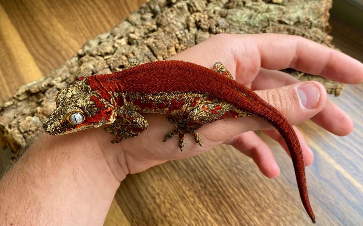 红满背盖勾亚守宫