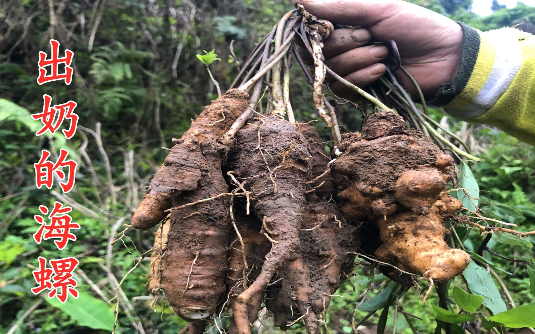大海里的海螺很多人都吃过,大山里会出奶的山海螺,吃过的人应该不多