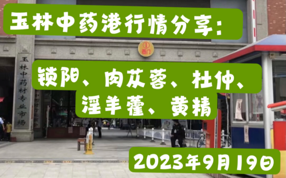 2023年9月19日广西玉林中药材行情分享:锁阳、肉苁蓉、杜仲、淫羊藿、黄精哔哩哔哩bilibili