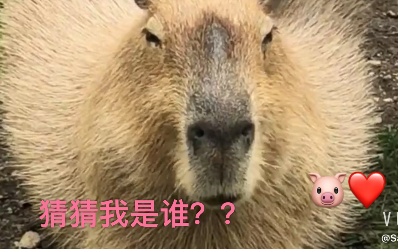 年度动物vlog gagagagag   演奏会 理查德克莱德曼吹口哨