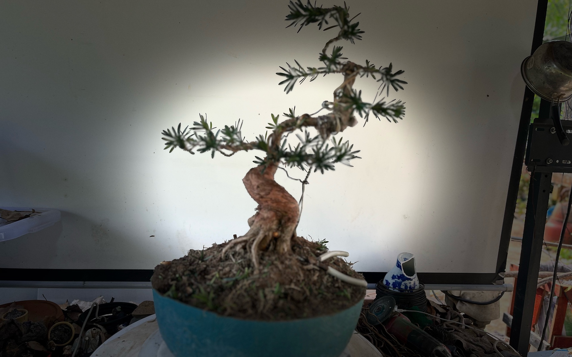 罗汉松盆景制作