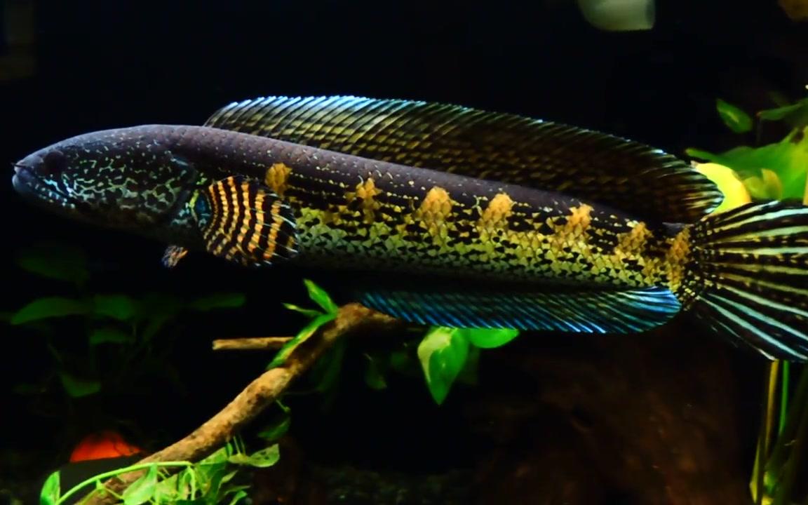 转别人家的雷龙鱼霸气不失优雅