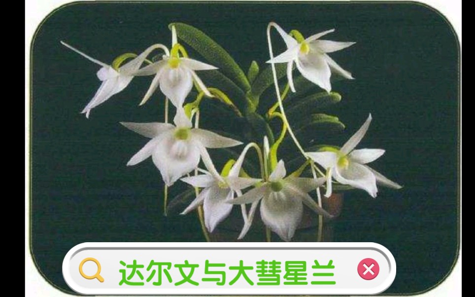达尔文与大彗星兰的故事(一)