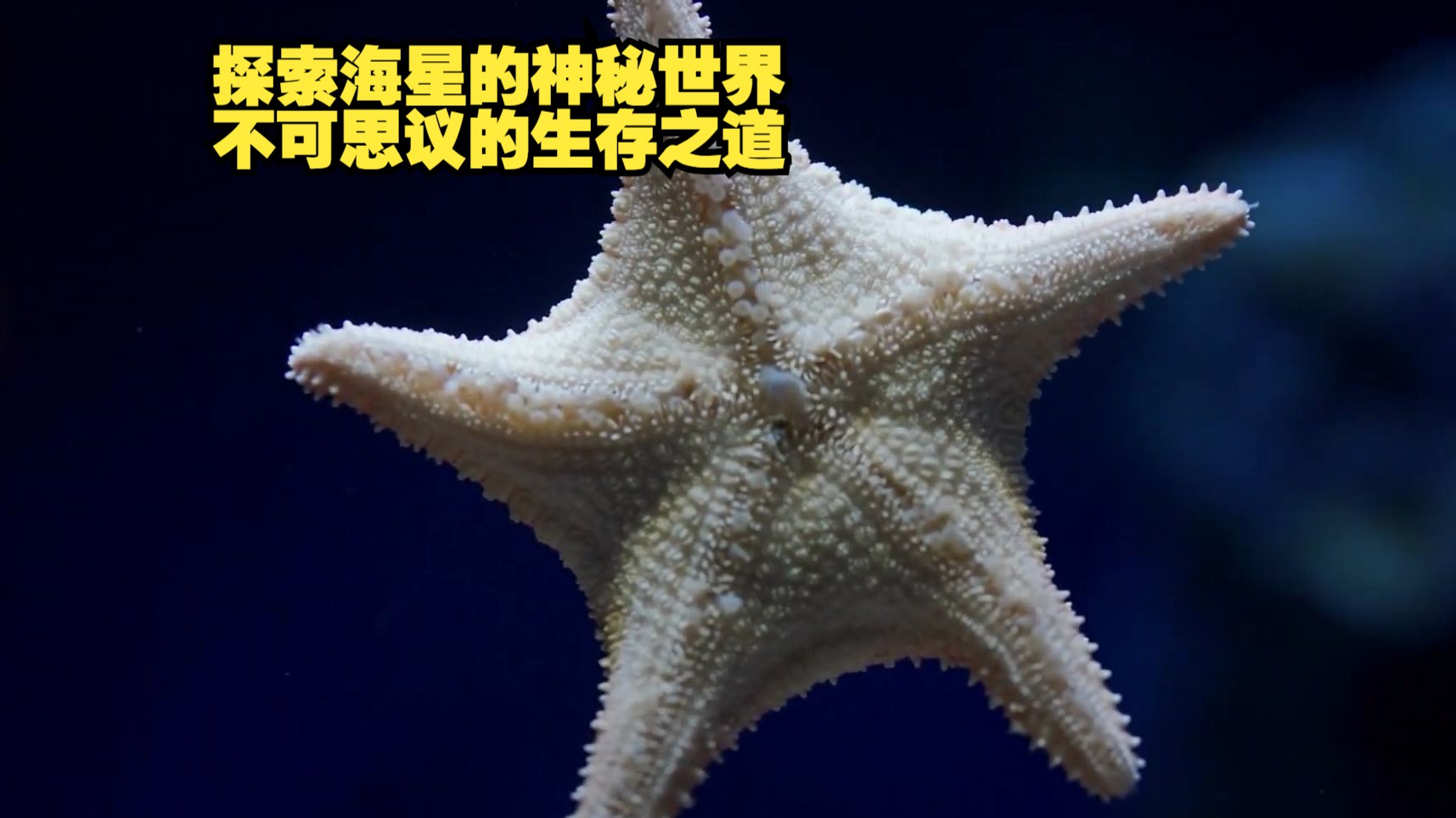 探索海星的神秘世界,不可思议的生存之道哔哩哔哩bilibili