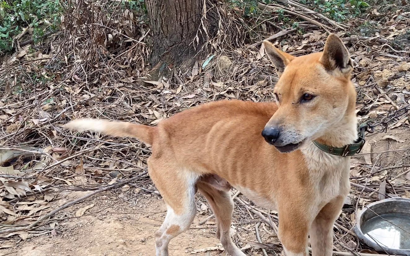 曾經敢於追逐野豬的土獵犬由於長期營養不良被狗主養廢,可惜了