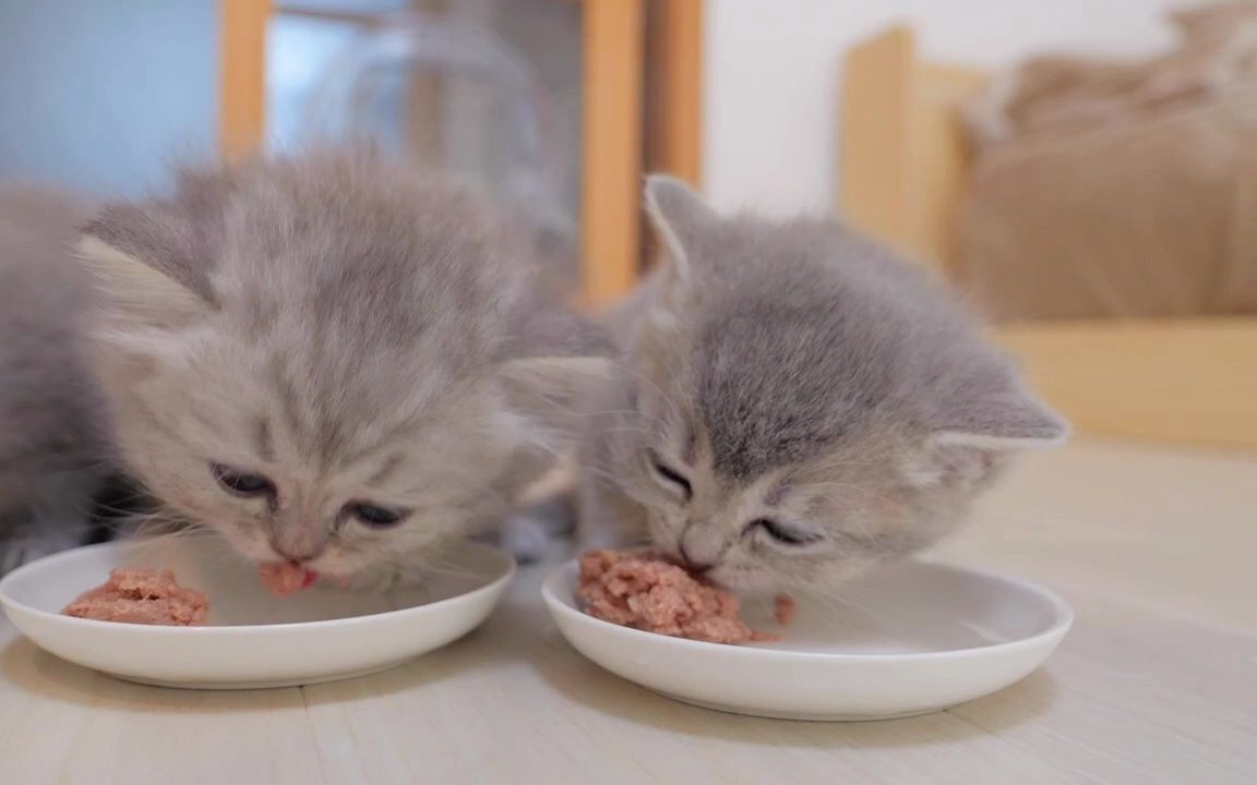 第一届猫咪吃饭比赛,开始