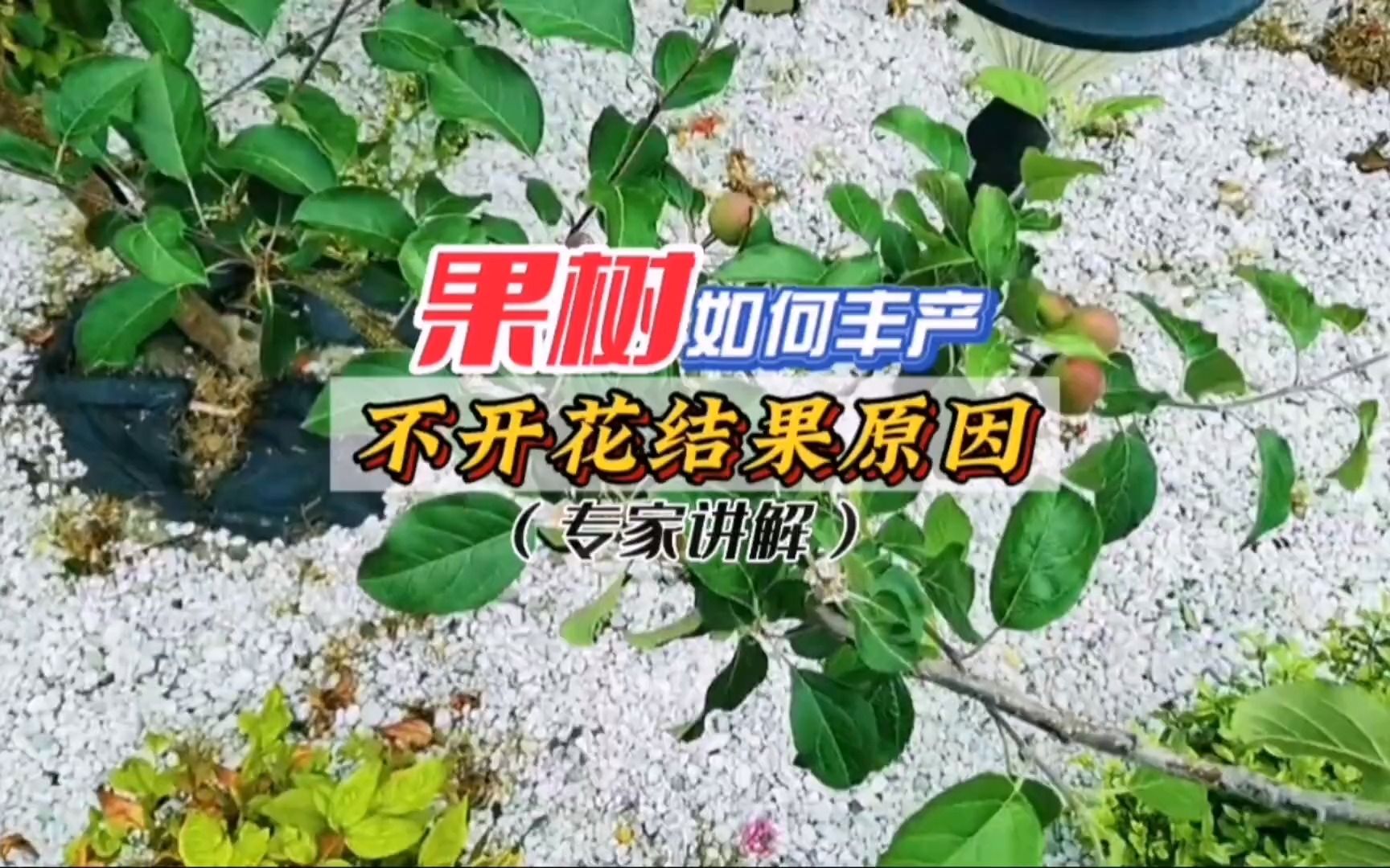 果树种植几年不开花不结果的原因哔哩哔哩bilibili