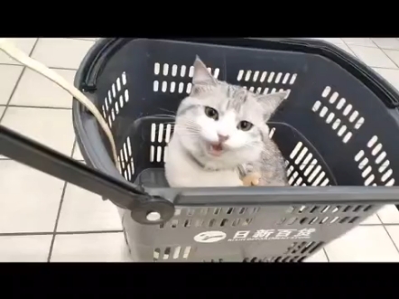 小猫第一次拉去逛街