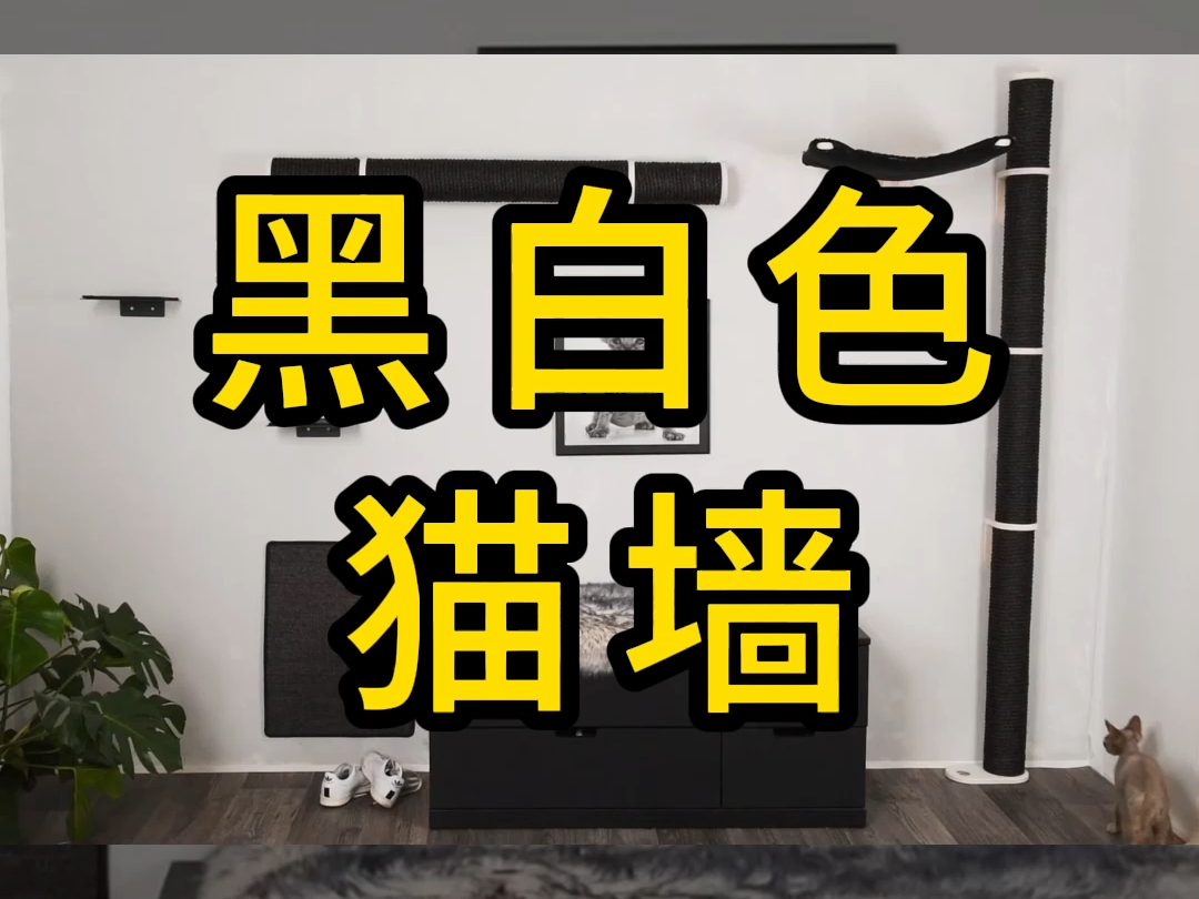 黑白色猫墙哔哩哔哩bilibili