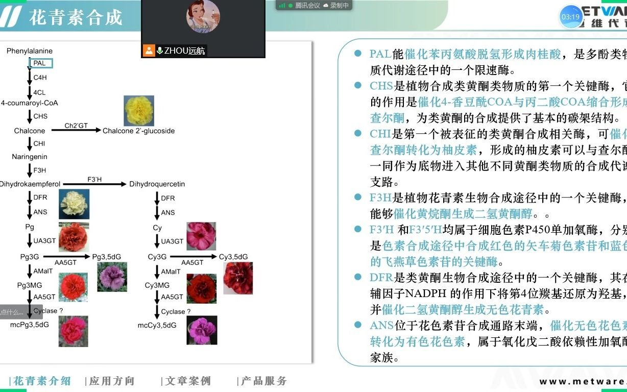 【迈维课堂】花青素合成与应用——迈维代谢哔哩哔哩bilibili