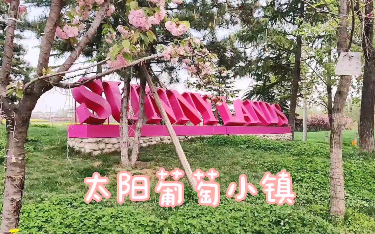 活动作品春日vlog太阳葡萄小镇