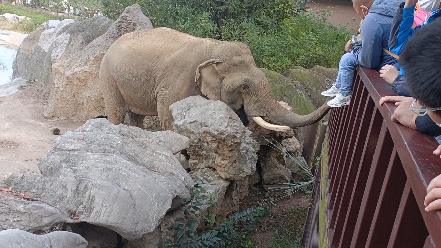 第一次在青岛见到大象98 我太爱黄岛野生动物园了