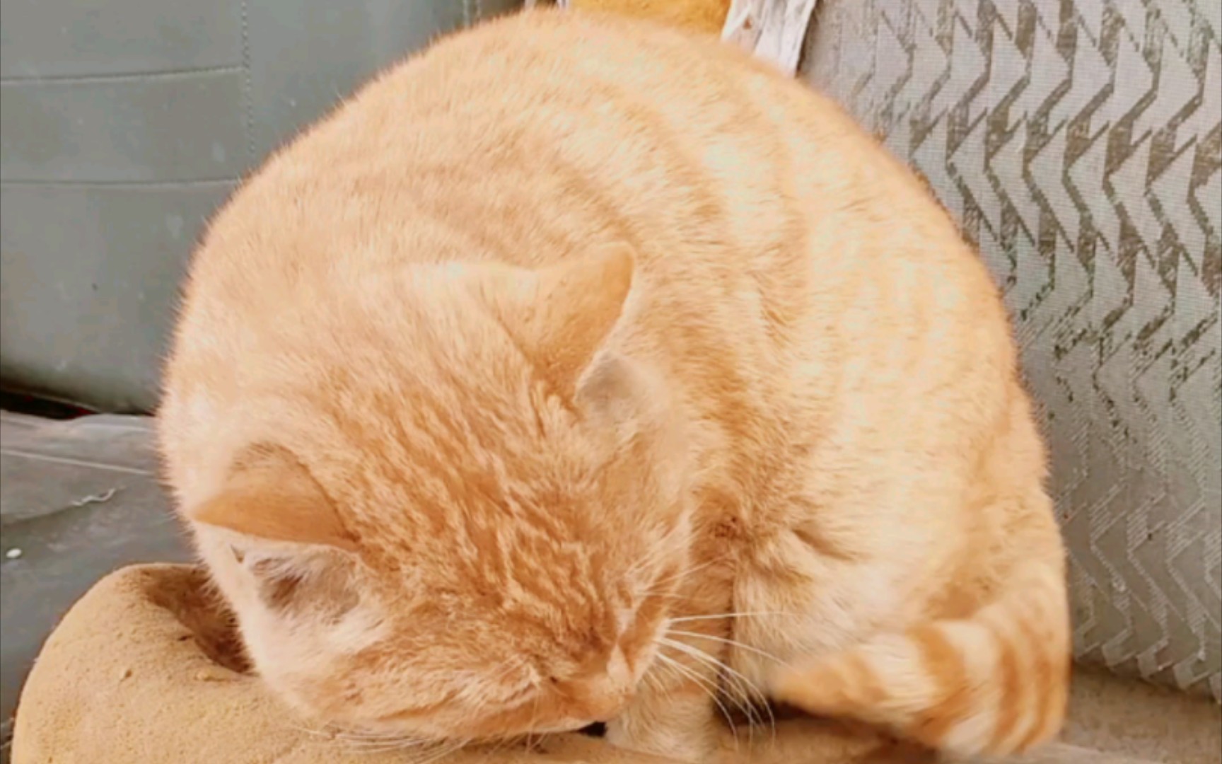 烤得金灿灿的大列巴橘猫新鲜出炉