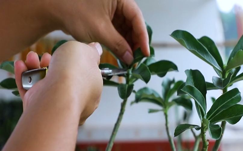 [图]修剪沙漠玫瑰，每年只有一个“季节”，错过再等一年！