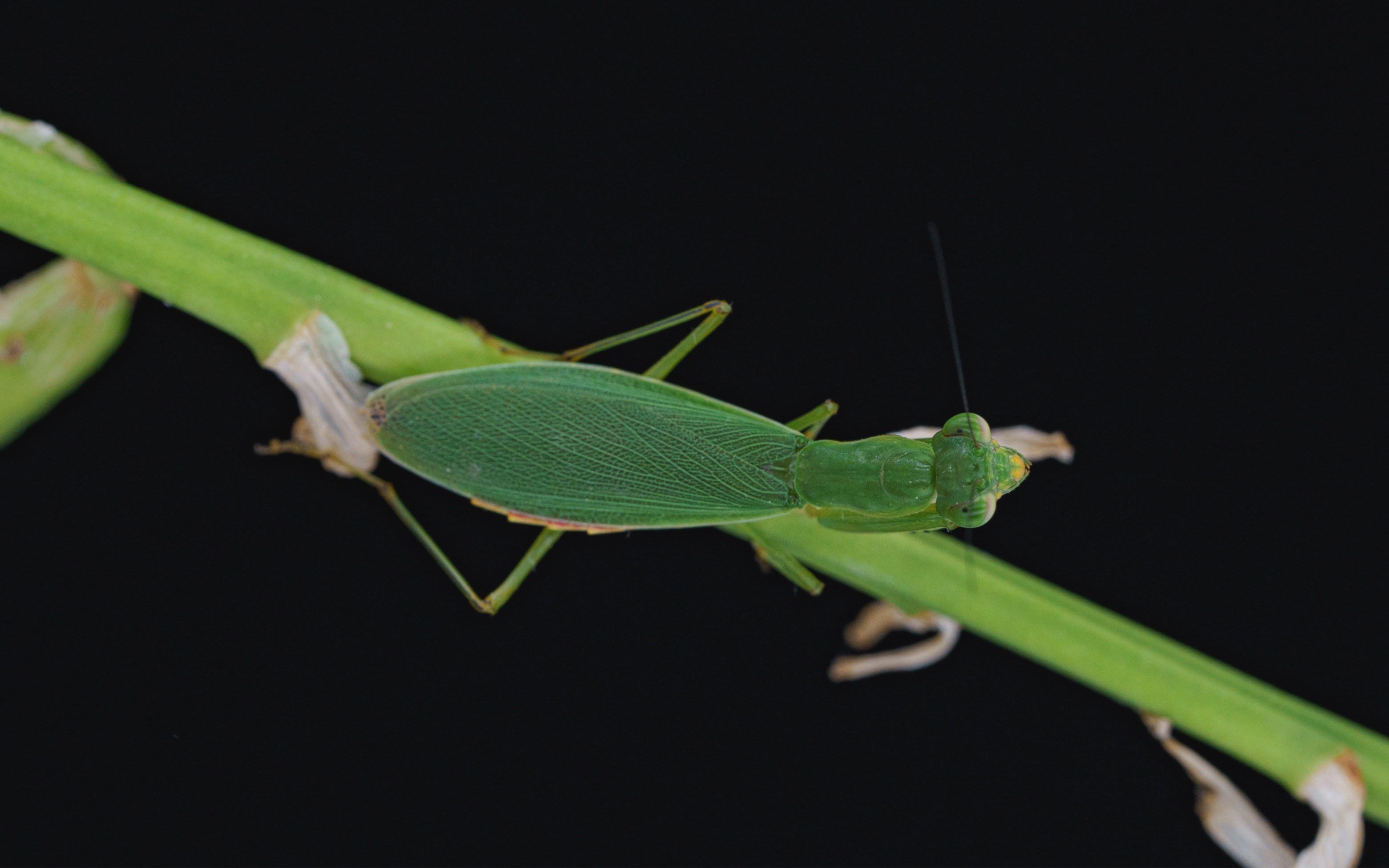 micro beast | 齿螳 | 小小的也很可爱