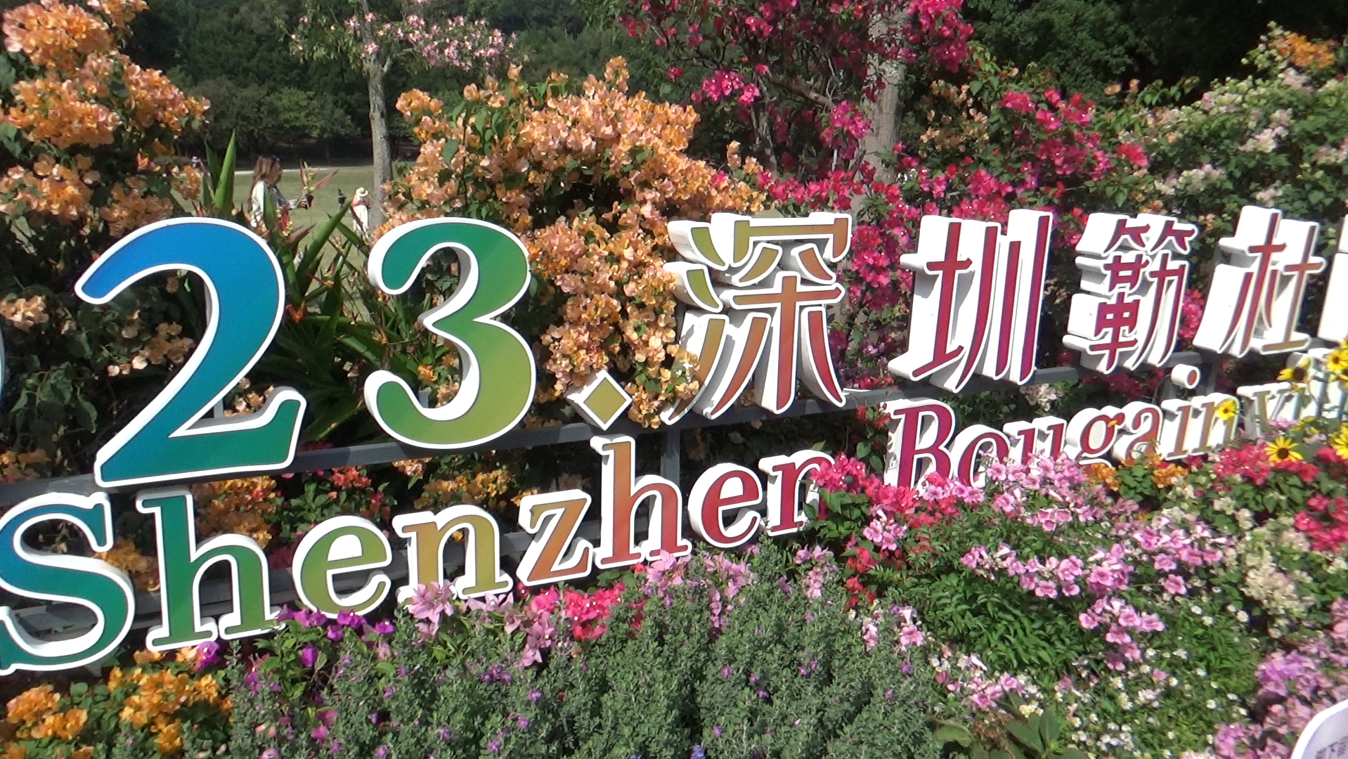 深圳莲花山公园,簕杜鹃花展,旅行vlog1,吉他音乐编曲