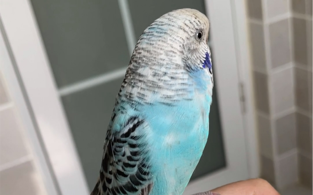 月玖虎皮鹦鹉珍珠只要看到我睁开眼就开始叫哪怕我只是上个厕所眉清目