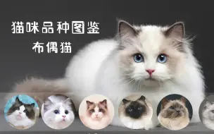 下载视频: 猫咪品种图鉴-----布偶猫