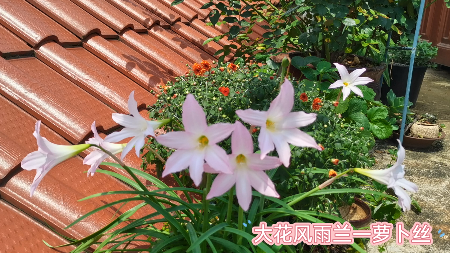 [图]大花风雨兰—萝卜丝