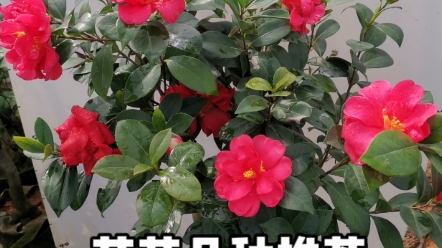 茶花品种推荐:四季杜鹃茶花 夏梦文清哔哩哔哩bilibili