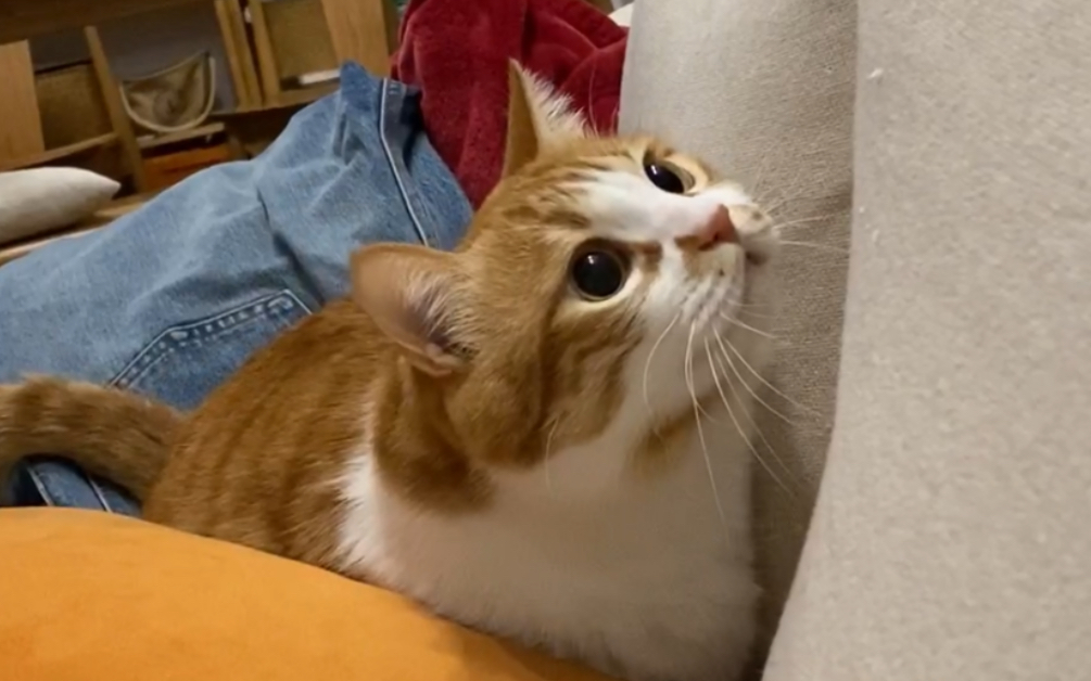 【橘猫噬元兽日常】猫咪瞳孔到底能放多大!_哔哩哔哩_bilibili