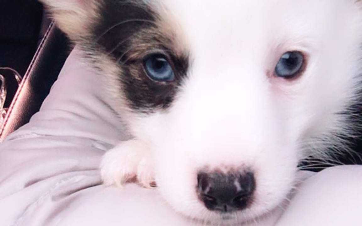 海盗脸蓝眼睛柯基幼崽实录