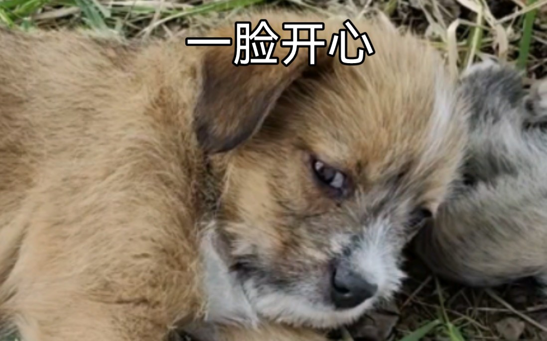小狗:莫挨老子