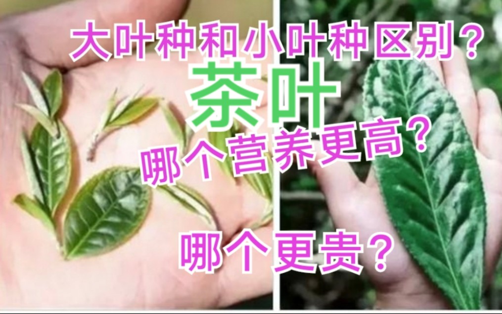 大叶种茶和小叶种茶是什么意思?哪个更好喝?哪个价格更贵?哔哩哔哩bilibili