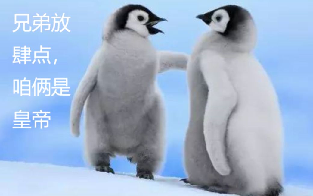 【海洋生物科普】企鹅中的鹅上鹅——皇帝企鹅哔哩哔哩bilibili