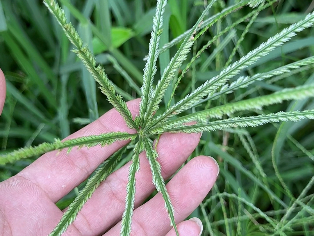 牛心草全株图片图片