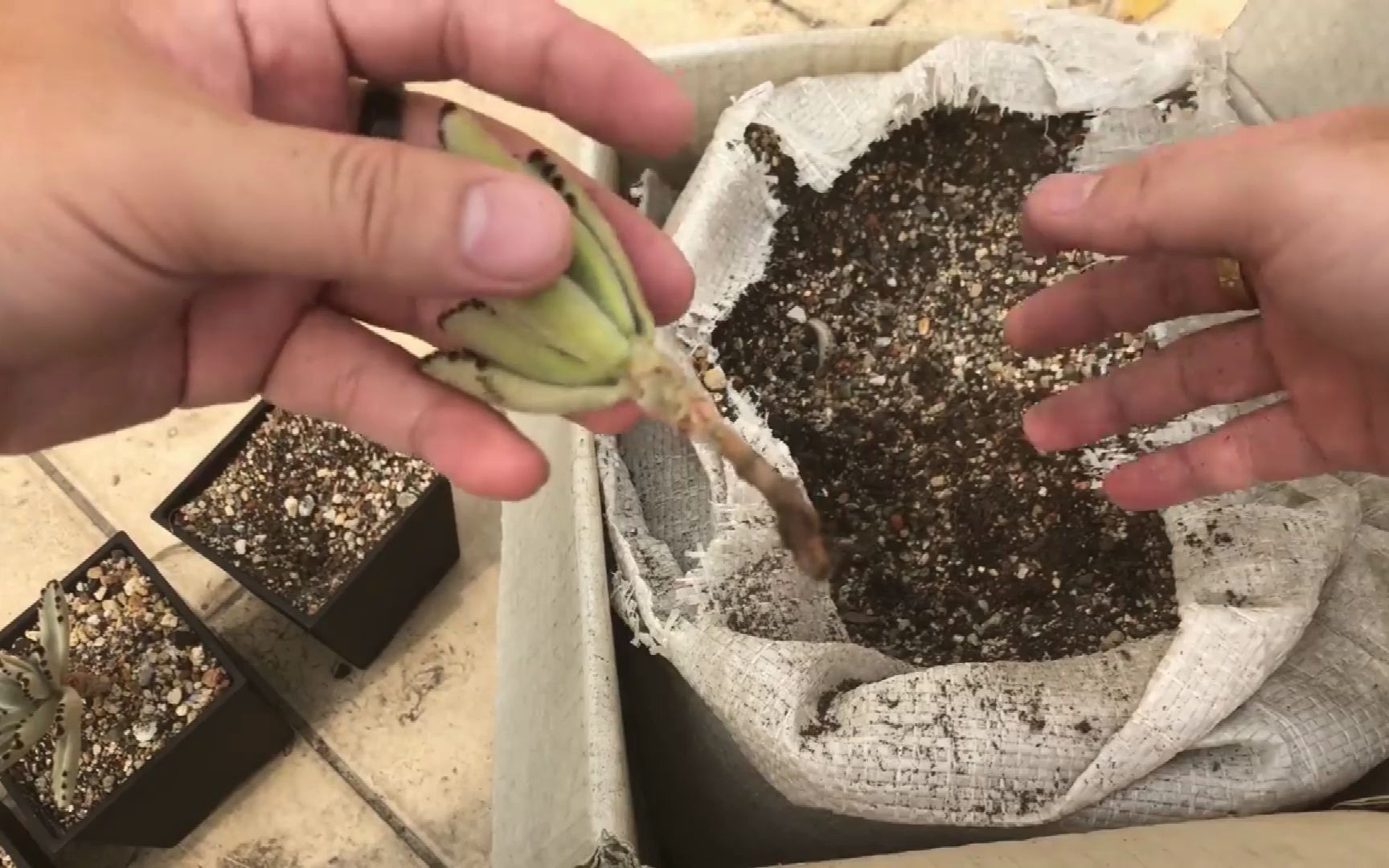 多肉植物长气根,难道就是根部坏死吗?