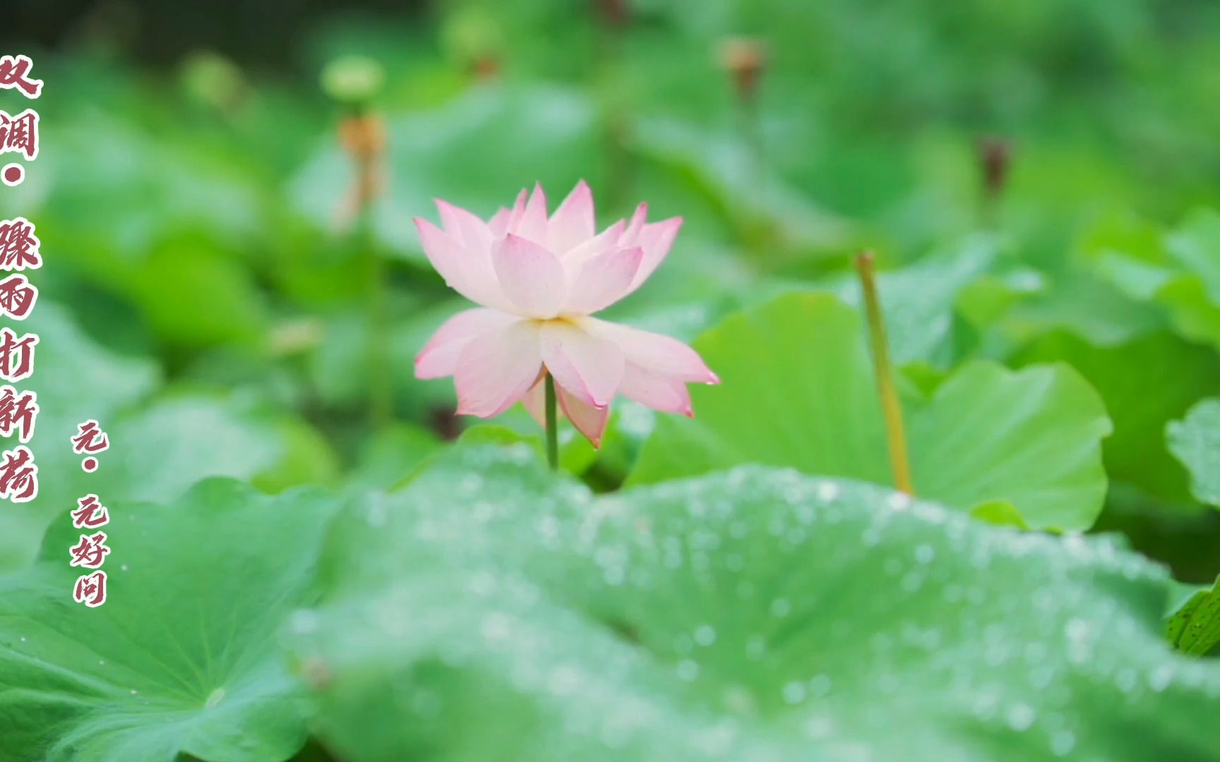 [图]元曲之元元好问《双调·骤雨打新荷》