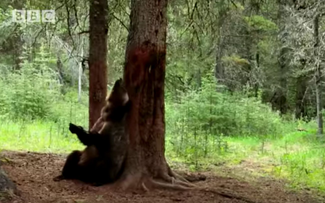 棕熊布吉舞 BBC  Bears Dancing To 'Jungle Boogie'  Planet Earth哔哩哔哩bilibili