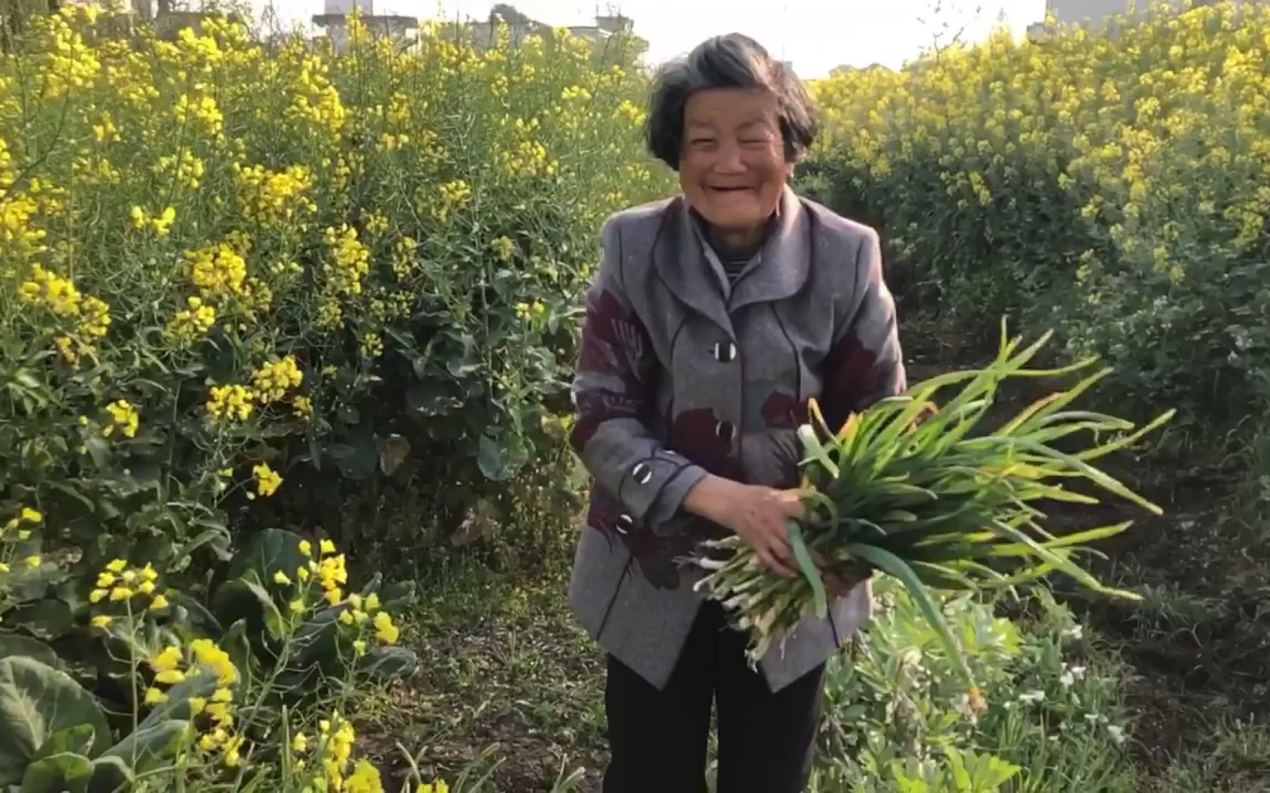 清明回老家了,陪奶奶去菜地摘菜,看着奶奶脸上的笑容,这也是一种幸福!