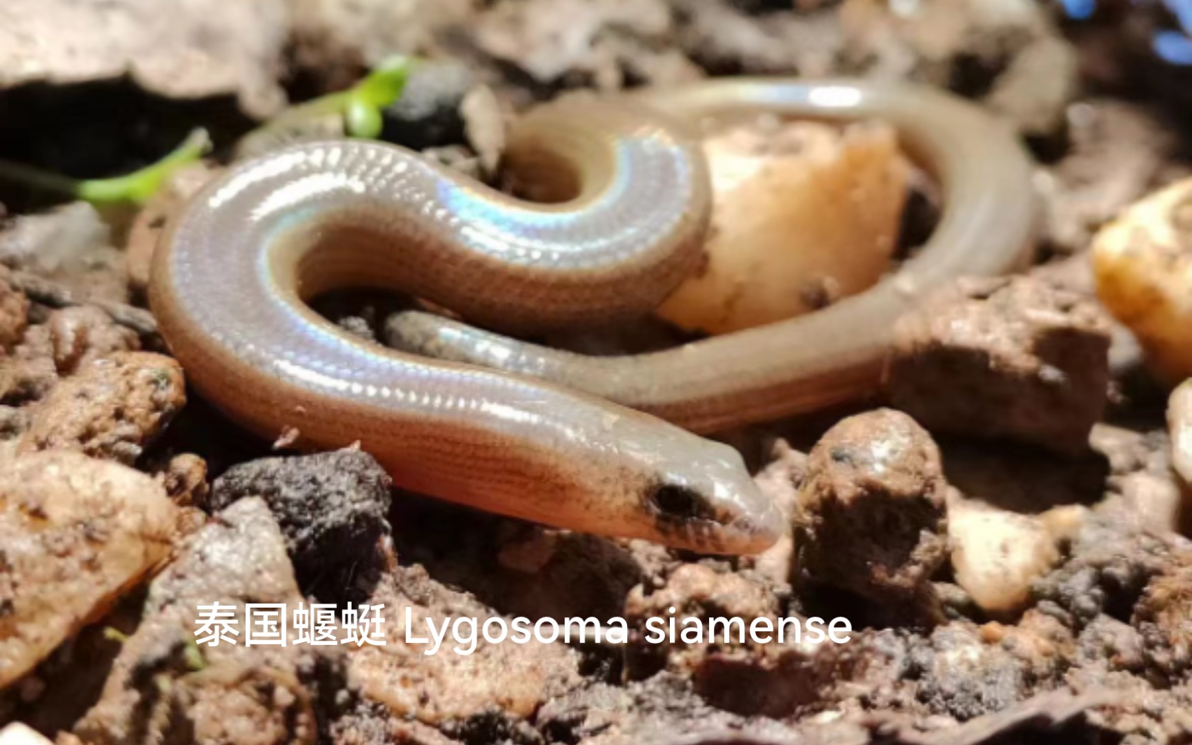 泰国蝘蜓 Lygosoma siamense哔哩哔哩bilibili