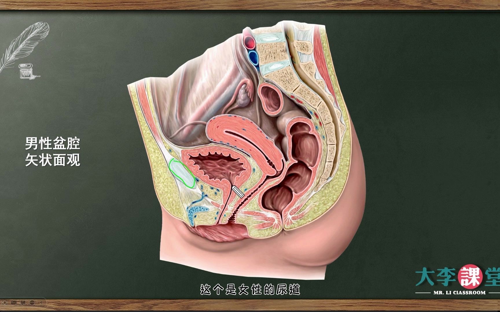 膀胱和腹膜第12集泌尿系统3D解剖微课哔哩哔哩bilibili