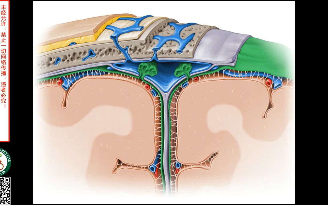 [图]『血管』脑蛛网膜、软脑膜及脑脊液循环途径.mp4