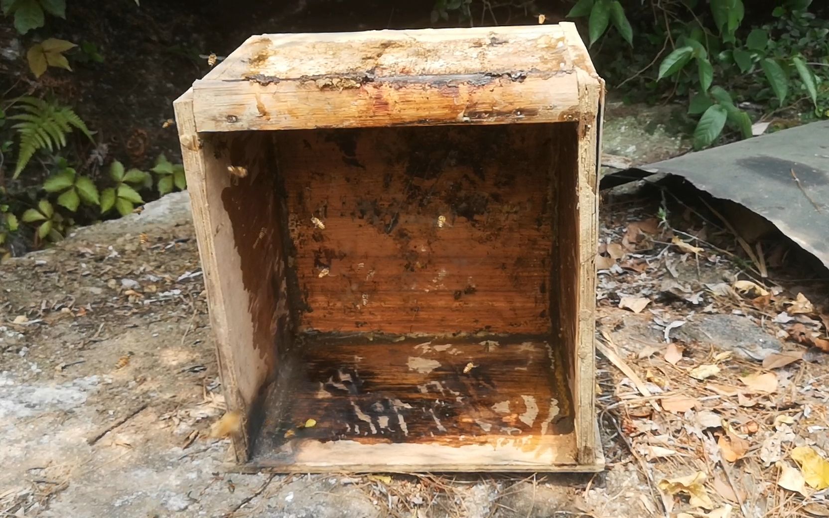 偷蜜蜂的人太可恨了检查诱蜂箱发现又被偷一窝看来被盯上了