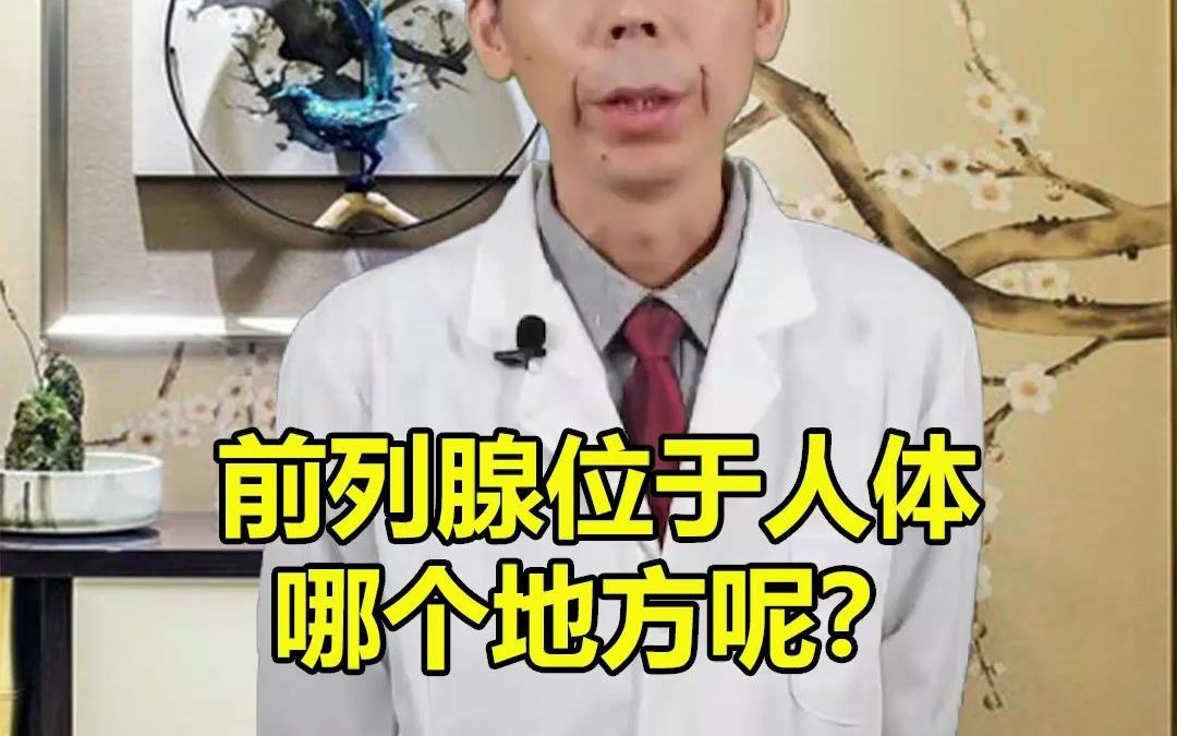 前列腺位于人体哪个地方呢?哔哩哔哩bilibili