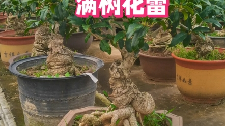 精品桂花盆景长这样,沉香桂介绍哔哩哔哩bilibili